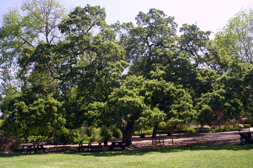 Big Oak in Holbrook Palmer